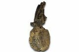 Fossil Sauropod (Apatosaurus) Vertebra - Bone Cabin Quarry #358789-2